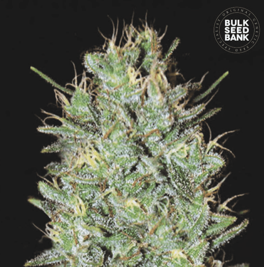Bulk Seed Bank - Amnesia Haze 10er Packung feminisiert - MR Weed1
