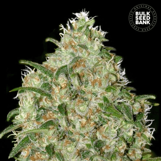 Bulk Seed Bank - Amnesia Platinum 10er Packung feminisiert - MR Weed1