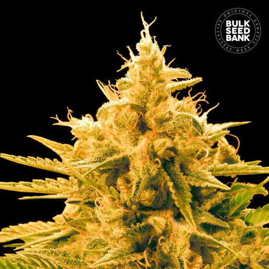 Bulk Seed Bank - Ananas Funk 10er Packung feminisiert - MR Weed1