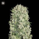 Bulk Seed Bank - Ananas Funk 10er Packung feminisiert - MR Weed1