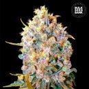 Bulk Seed Bank - Ananas Funk 10er Packung feminisiert - MR Weed1