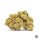 Bulk Seed Bank - Ananas Funk 10er Packung feminisiert - MR Weed1