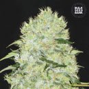 Bulk Seed Bank - Ananas Funk 10er Packung feminisiert - MR Weed1