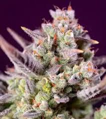 Bulk Seed Bank - Ananas Funk 10er Packung feminisiert - MR Weed1