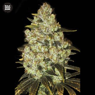Bulk Seed Bank - Ananas Funk 10er Packung feminisiert - MR Weed1