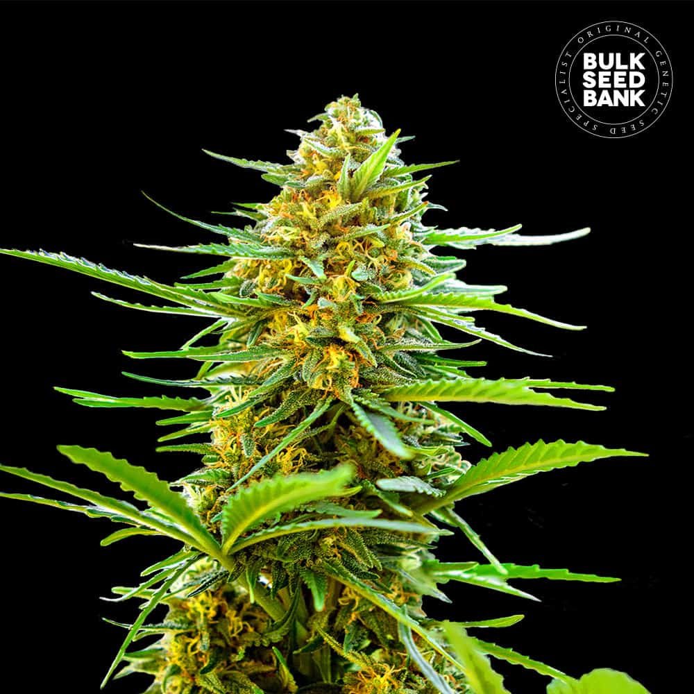Bulk Seed Bank - Auto Banana Monkey 5er Packung auto - feminisert - MR Weed1