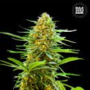Bulk Seed Bank - Auto Banana Monkey 5er Packung auto - feminisert - MR Weed1
