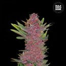 Bulk Seed Bank - Auto Banana Monkey 5er Packung auto - feminisert - MR Weed1