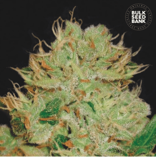 Bulk Seed Bank - Auto Bigger Bud 5er Packung auto - feminisiert - MR Weed1