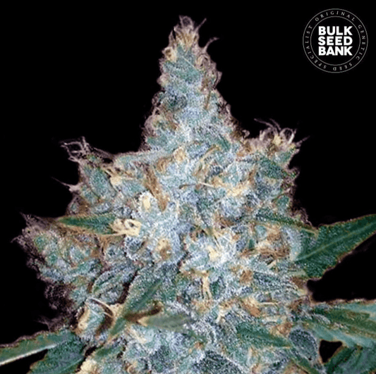 Bulk Seed Bank - Auto Blueberry Berry 10er Packung auto - feminisiert - MR Weed1