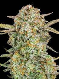 Bulk Seed Bank - Auto Bruce Banner #5 10er Packung auto - feminisiert - MR Weed1