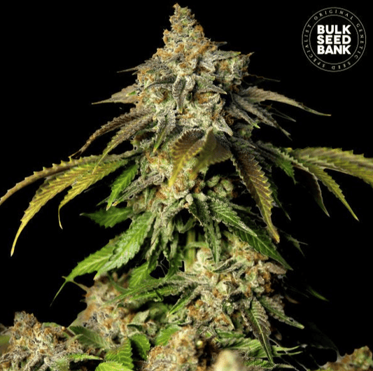 Bulk Seed Bank - Auto Bruce Banner #5 10er Packung auto - feminisiert - MR Weed1
