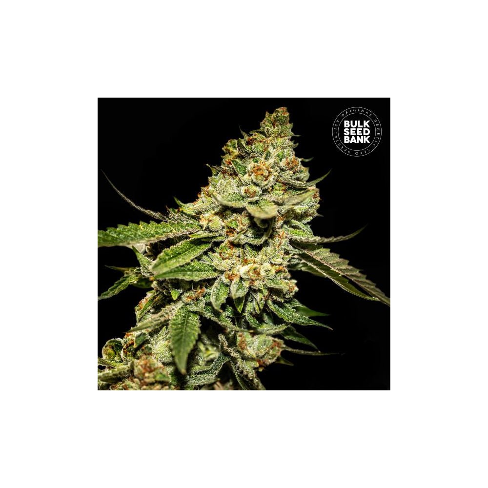 Bulk Seed Bank - Auto Bruce Banner #5 10er Packung auto - feminisiert - MR Weed1