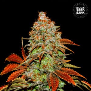 Bulk Seed Bank - Auto Bubblegum Extra 10er Packung auto - feminisiert - MR Weed1