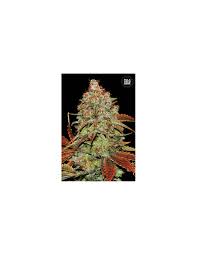Bulk Seed Bank - Auto Bubblegum Extra 10er Packung auto - feminisiert - MR Weed1