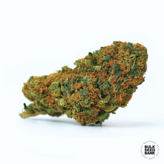 Bulk Seed Bank - Auto Bubblegum Extra 10er Packung auto - feminisiert - MR Weed1