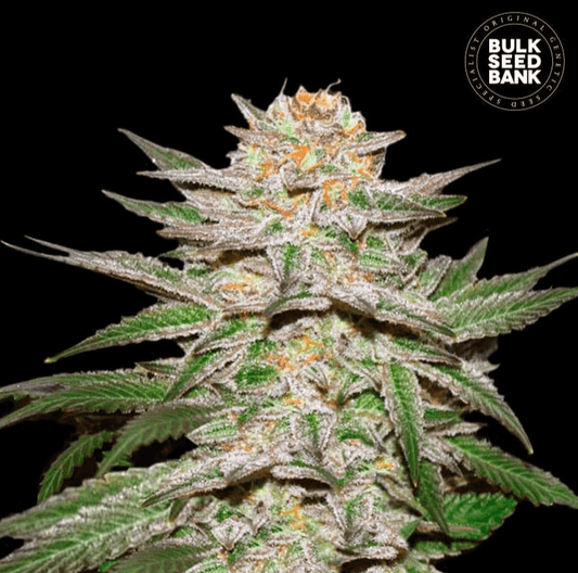 Bulk Seed Bank - Auto Caramel King 5er Packung auto - feminisiert - MR Weed1