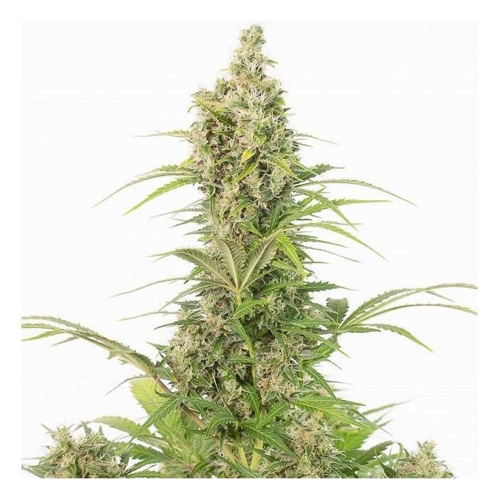 Bulk Seed Bank - Auto CBD White Widow - MR Weed1