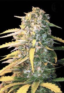 Bulk Seed Bank - Auto CBD White Widow - MR Weed1