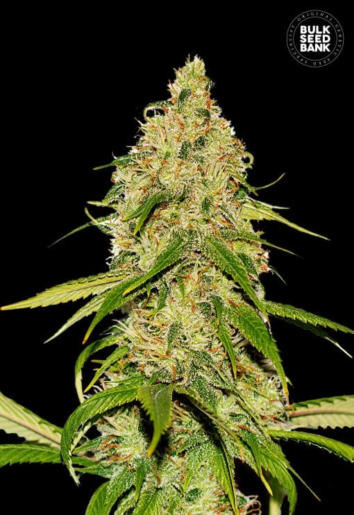 Bulk Seed Bank - Auto CBD White Widow - MR Weed1