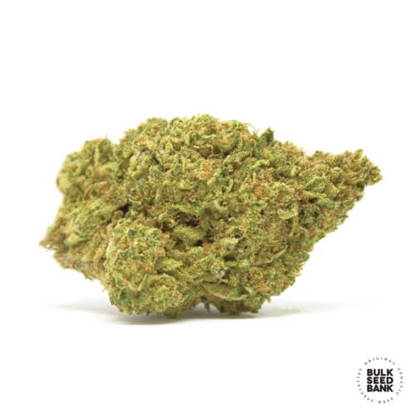 Bulk Seed Bank - Auto CBD White Widow - MR Weed1