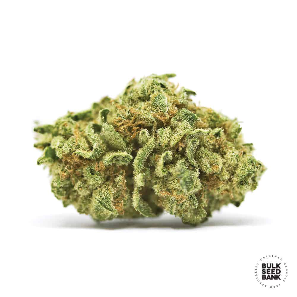 Bulk Seed Bank - Auto CBD White Widow - MR Weed1