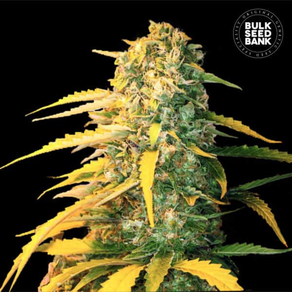 Bulk Seed Bank - Auto CBD White Widow - MR Weed1