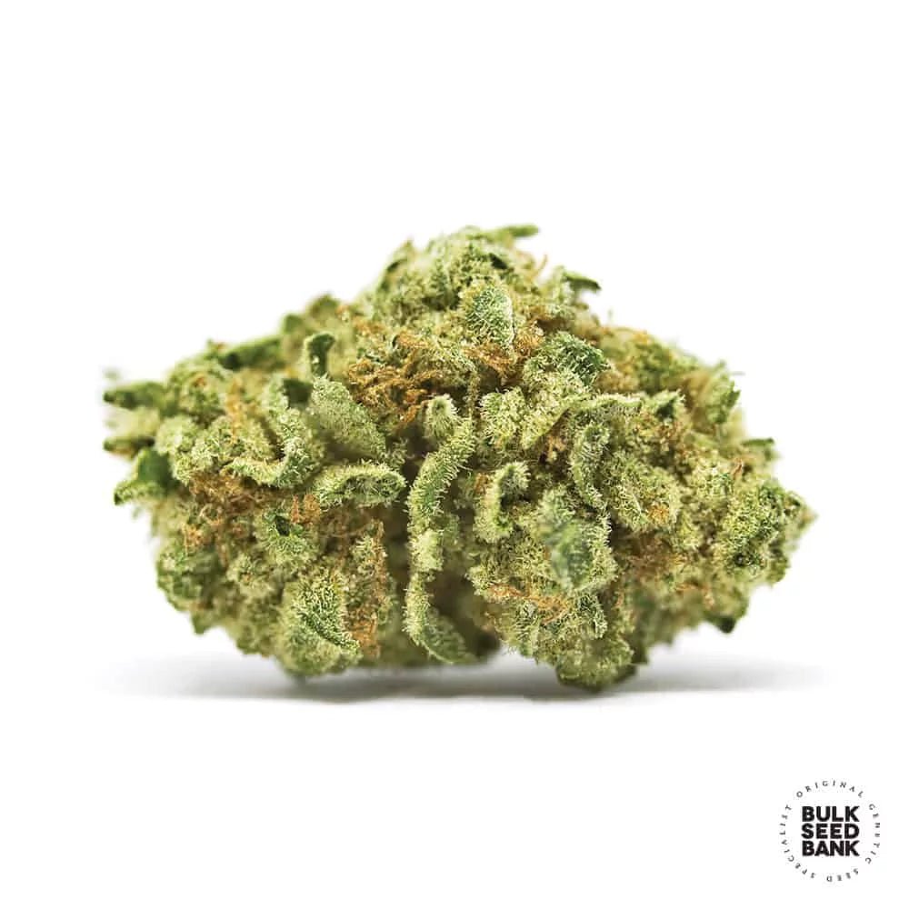Bulk Seed Bank - Auto CBD White Widow - MR Weed1