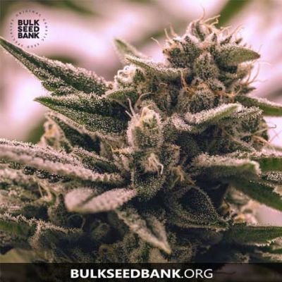 Bulk Seed Bank - Auto CBD White Widow - MR Weed1