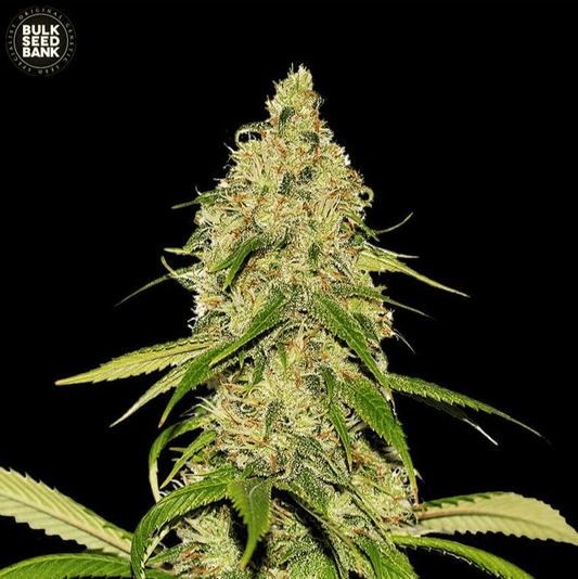 Bulk Seed Bank - Auto CBD White Widow - MR Weed1
