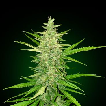 Bulk Seed Bank - Auto CBD White Widow - MR Weed1
