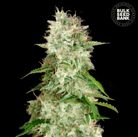 Bulk Seed Bank - Auto Cheese 5er Packung auto - feminisiert - MR Weed1