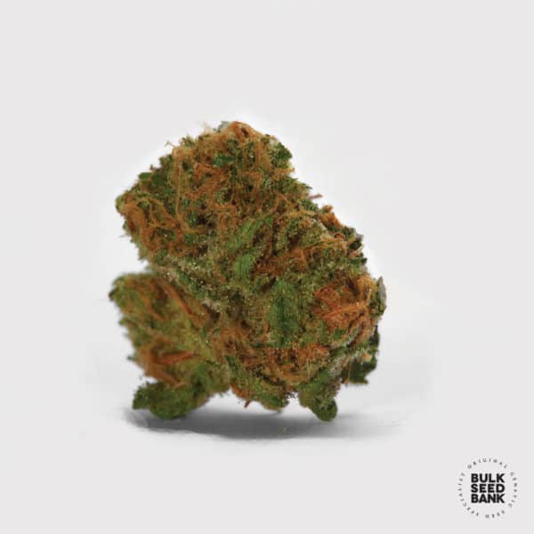 Bulk Seed Bank - Auto Cocopopo 10er Packung auto - feminisiert - MR Weed1