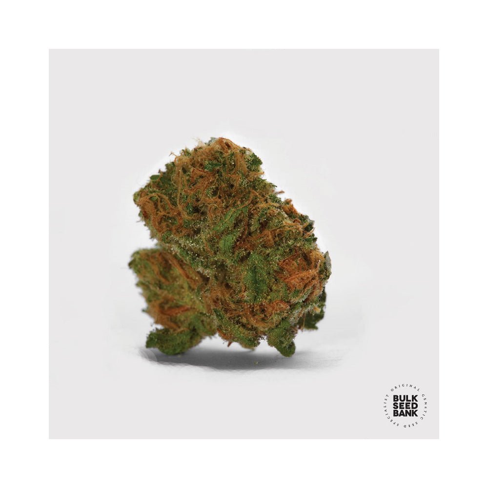 Bulk Seed Bank - Auto Cocopopo 10er Packung auto - feminisiert - MR Weed1