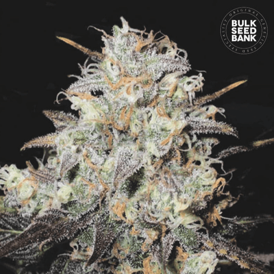 Bulk Seed Bank - Auto Cocopopo 10er Packung auto - feminisiert - MR Weed1