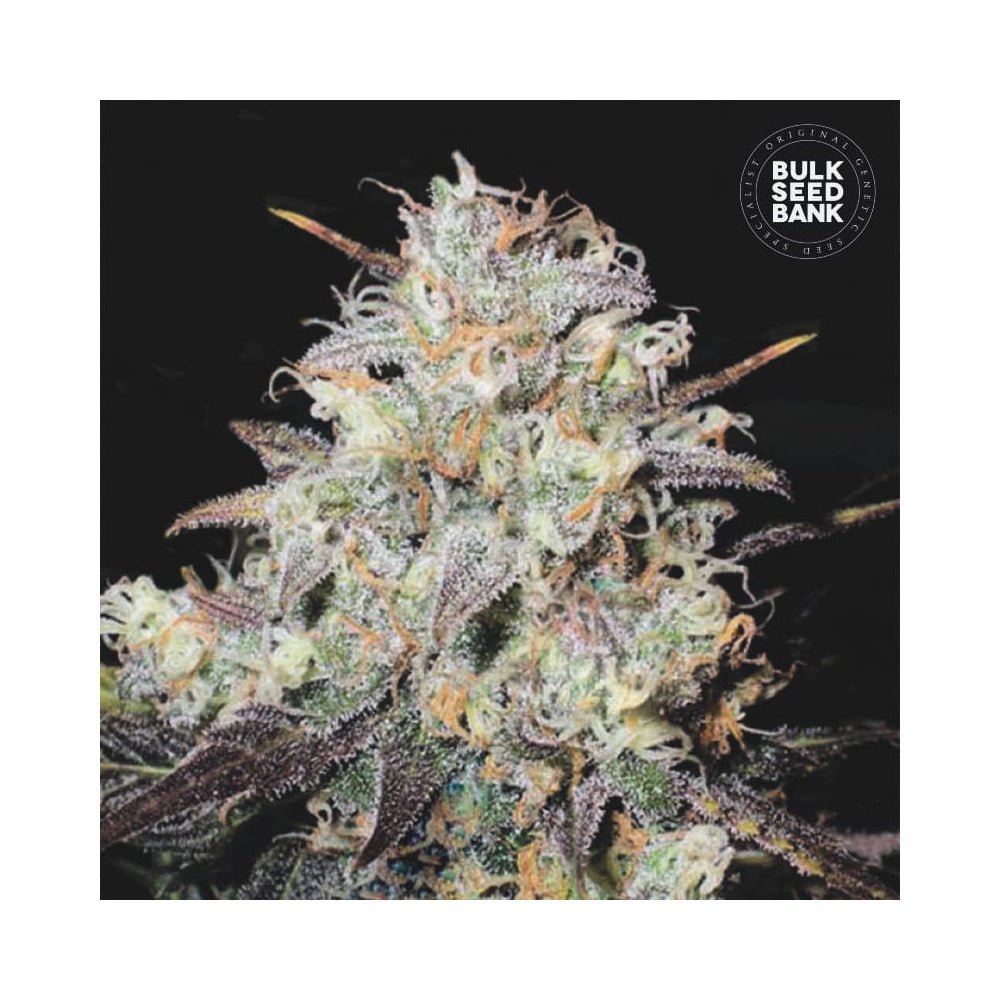 Bulk Seed Bank - Auto Cocopopo 10er Packung auto - feminisiert - MR Weed1