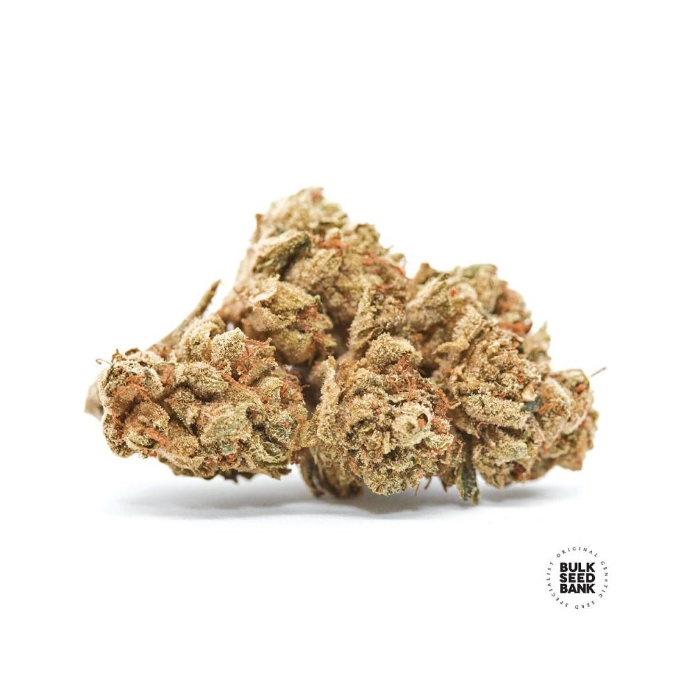 Bulk Seed Bank - Auto Cocopopo 10er Packung auto - feminisiert - MR Weed1