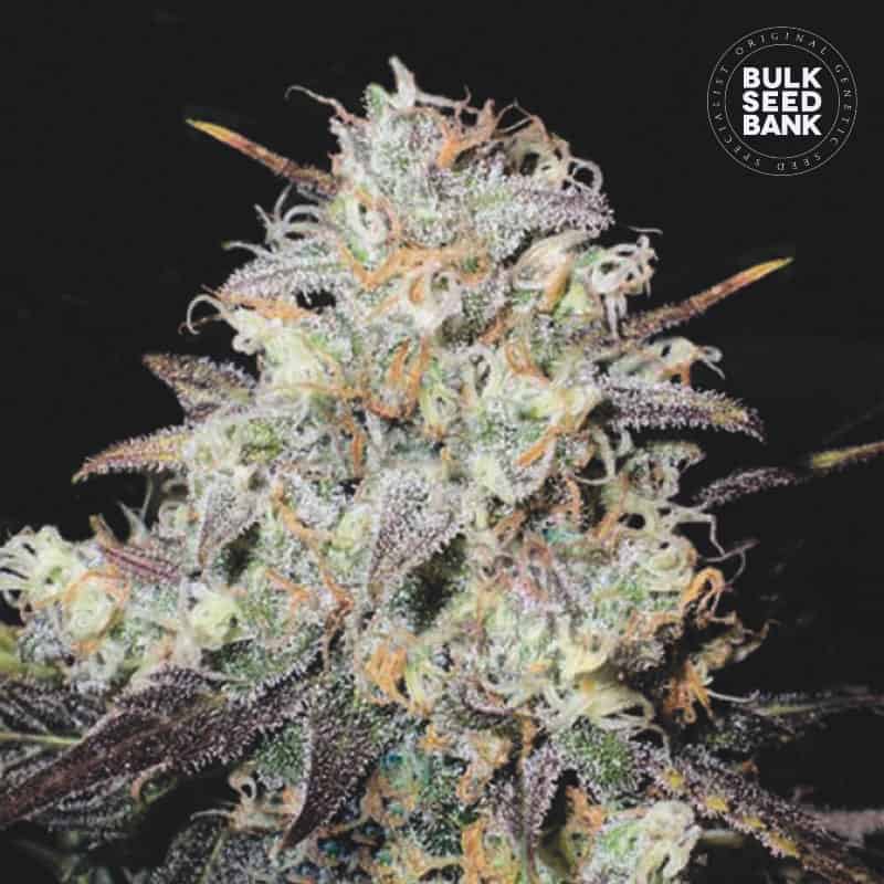 Bulk Seed Bank - Auto Cocopopo 10er Packung auto - feminisiert - MR Weed1