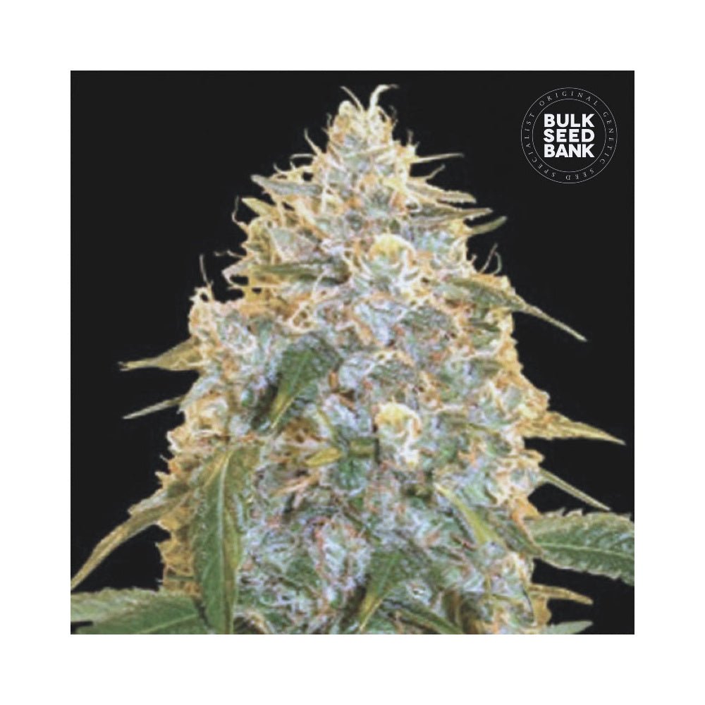 Bulk Seed Bank - Auto Cocopopo 10er Packung auto - feminisiert - MR Weed1