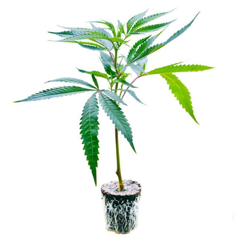 Chronic Hanfsteckling - Hochwertige Cannabis Stecklinge für Indoor und Outdoor Anbau - MR Weed1