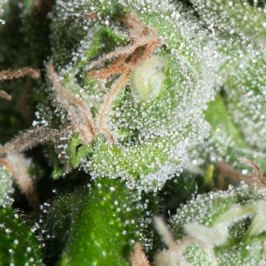 Chronic Hanfsteckling - Hochwertige Cannabis Stecklinge für Indoor und Outdoor Anbau - MR Weed1