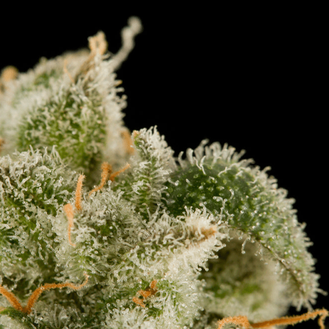 DINAFEM Blue Thai Seeds 10er - Premium Hanfsamen für Innen & Außenanbau - MR Weed1