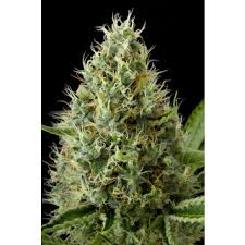 DINAFEM Blue Thai Seeds 10er - Premium Hanfsamen für Innen & Außenanbau - MR Weed1