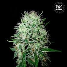 DINAFEM Blue Thai Seeds 10er - Premium Hanfsamen für Innen & Außenanbau - MR Weed1