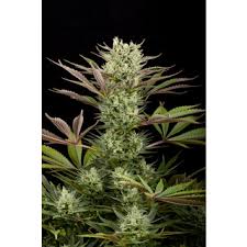 DINAFEM Blue Thai Seeds 10er - Premium Hanfsamen für Innen & Außenanbau - MR Weed1