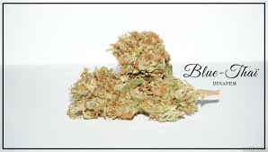 DINAFEM Blue Thai Seeds 10er - Premium Hanfsamen für Innen & Außenanbau - MR Weed1