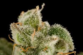 DINAFEM Blue Thai Seeds 10er - Premium Hanfsamen für Innen & Außenanbau - MR Weed1