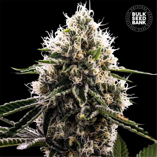 Dosidos Rocketos - Hanfsteckling Hanfsteckling aus fem. Saatgut - MR Weed1