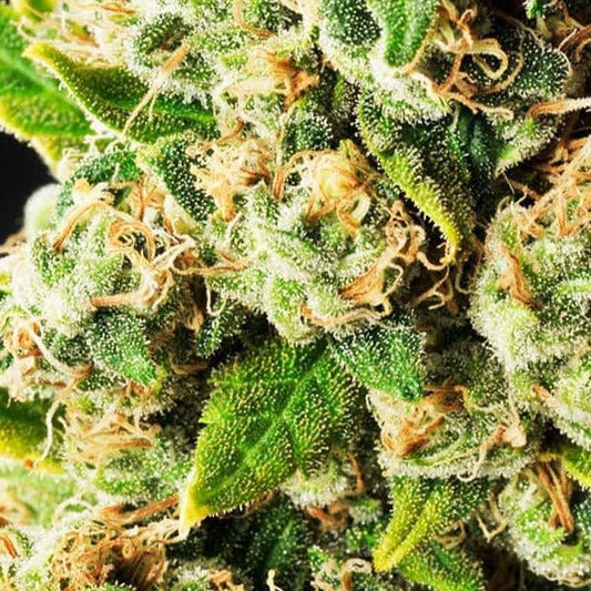 Girl Scout Cookies Hanfsteckling - Hochwertige Cannabis Stecklinge für Indoor und Outdoor Anbau - MR Weed1