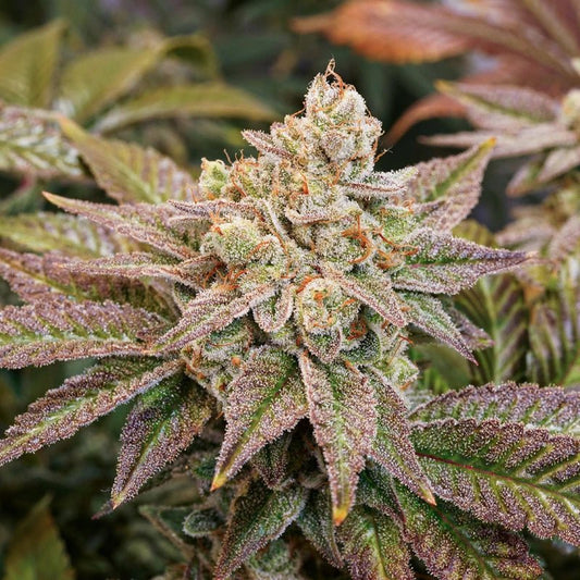 Kerosene Krash Hanfsteckling - Hochwertige Cannabis Stecklinge für Indoor und Outdoor Anbau - MR Weed1